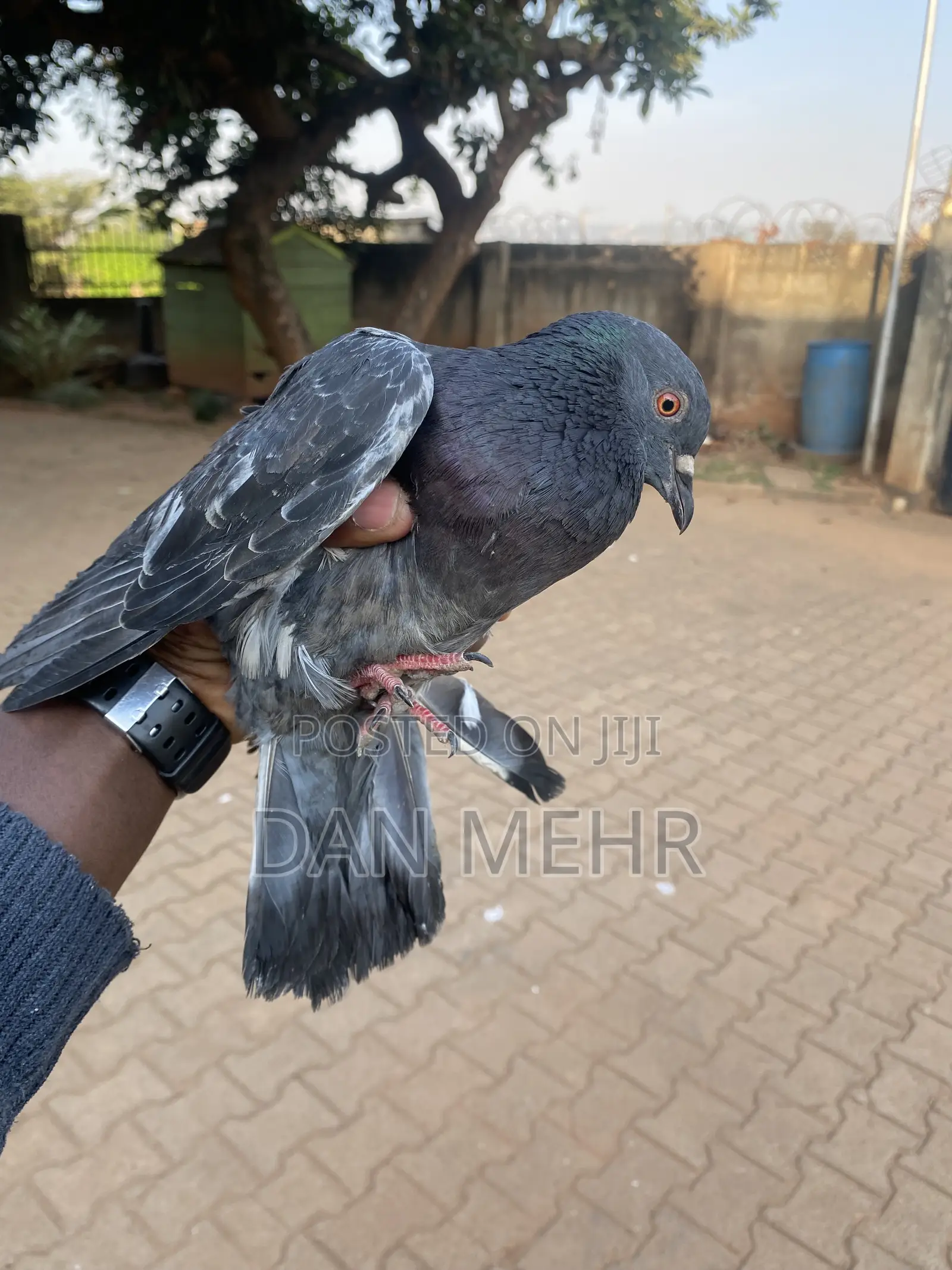 Local Pigeons