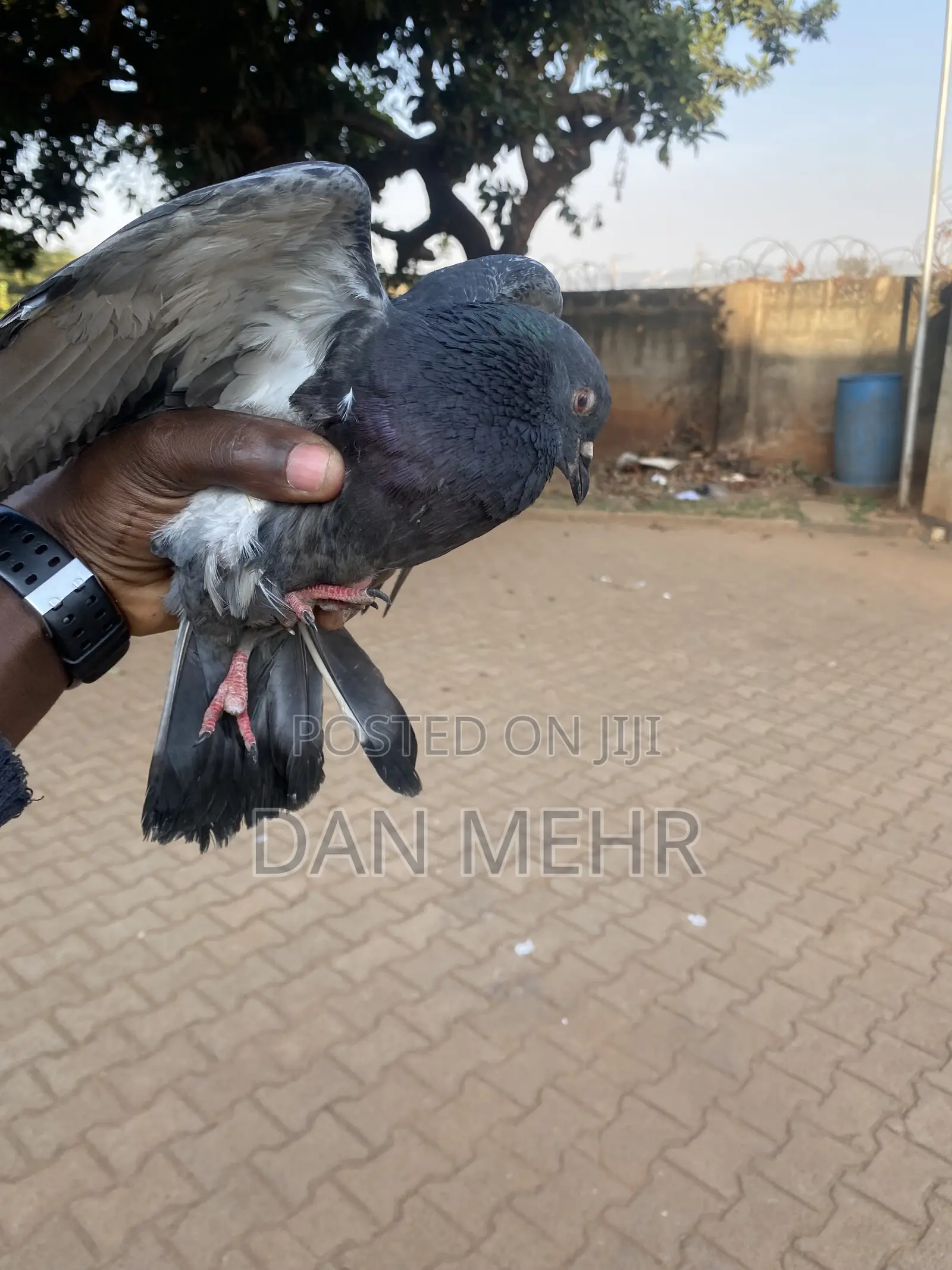 Local Pigeons