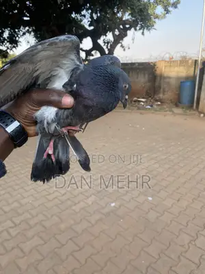 Local Pigeons