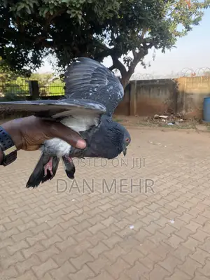 Local Pigeons