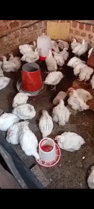 Broilers on Sale