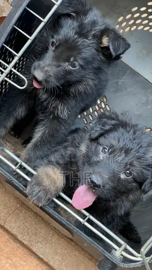 1-3 months Male Purebred German Shepherd