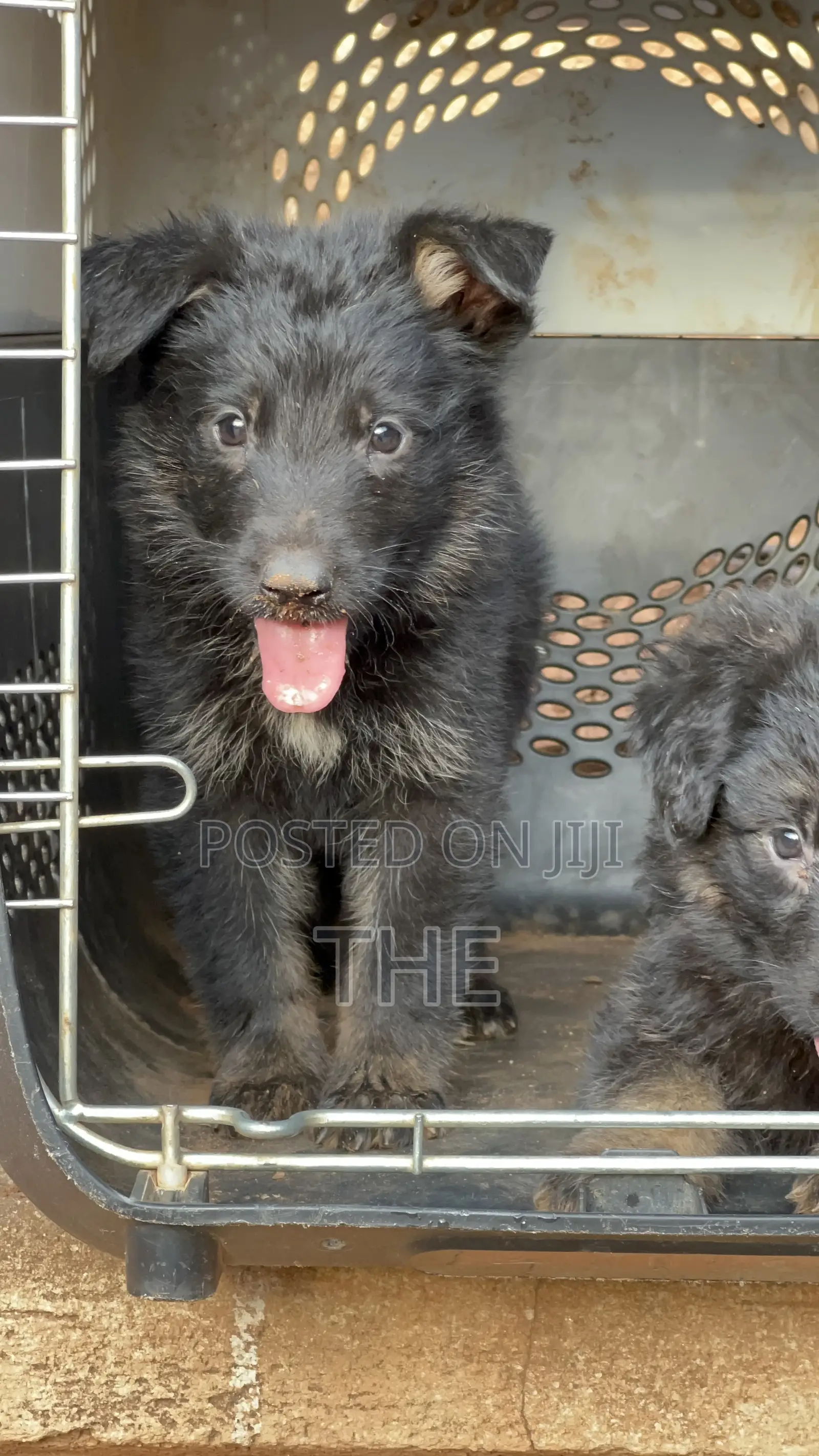 1-3 months Male Purebred German Shepherd