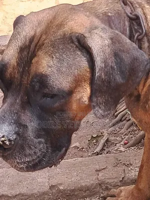 3-6 months Male Purebred Boerboel