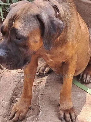 6-12 months Female Purebred Boerboel