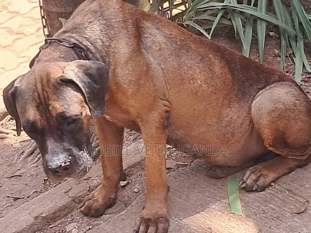 1+ year Female Purebred Boerboel