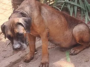 1+ year Female Purebred Boerboel