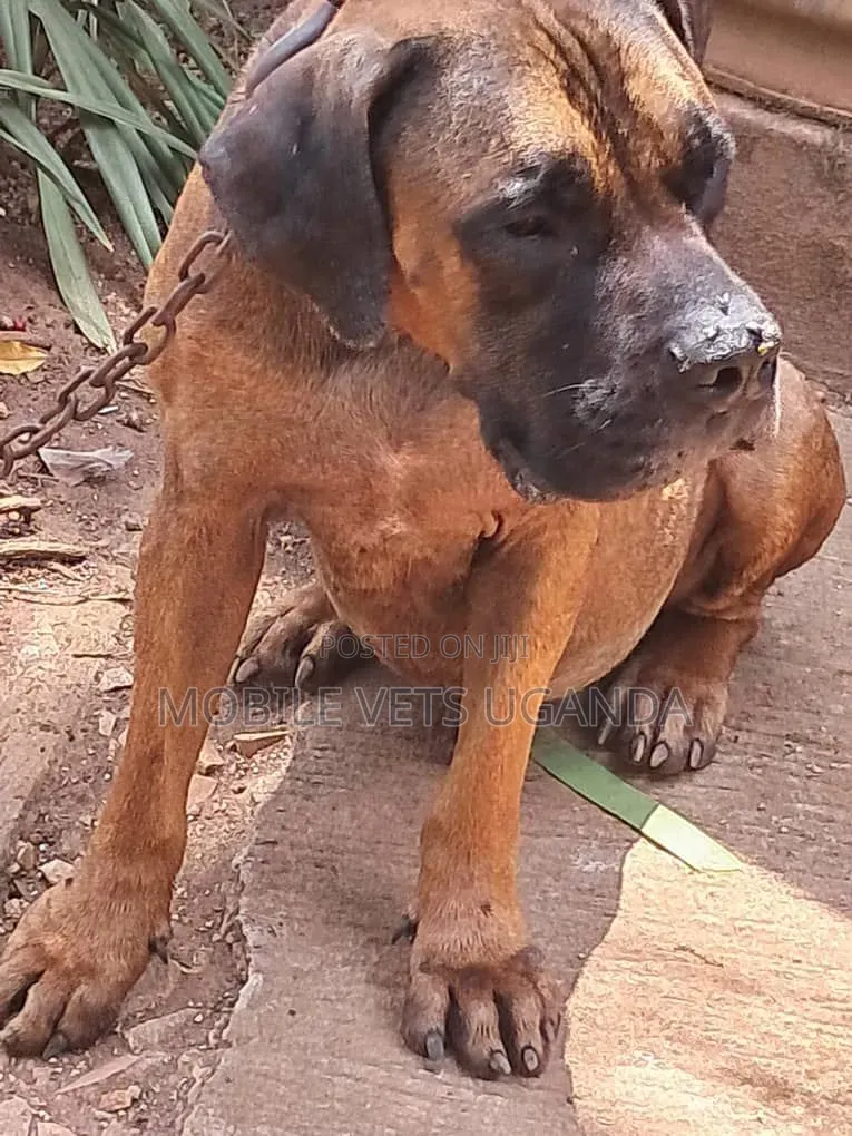 3-6 months Female Purebred Boerboel