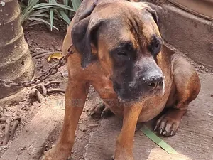 3-6 months Male Purebred Boerboel