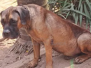 1-3 months Female Purebred Boerboel
