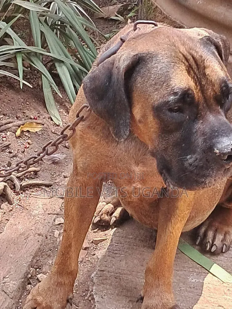 1-3 months Male Purebred Boerboel