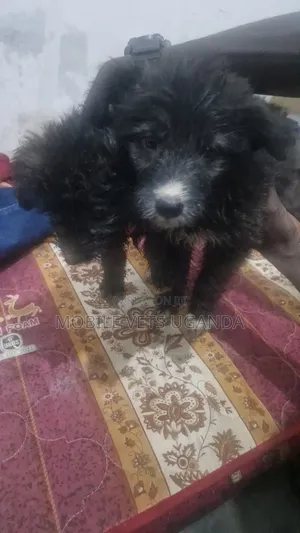 3-6 months Female Purebred Japanese Spitz
