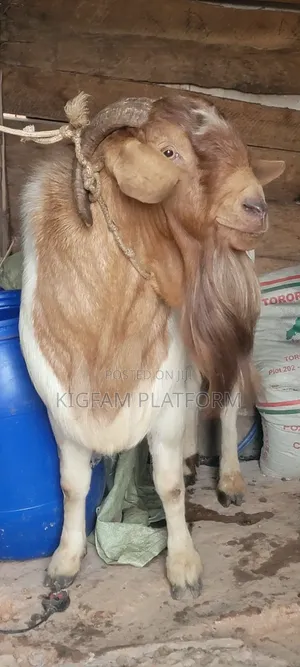 Mbuzi,goats,Boer Savanna Local,pregnant, 2kids,3kids,4 Kids