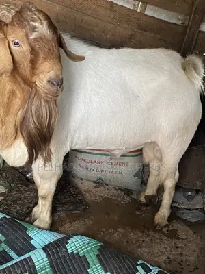 Goats Mbuzi Local Boer and Crosses