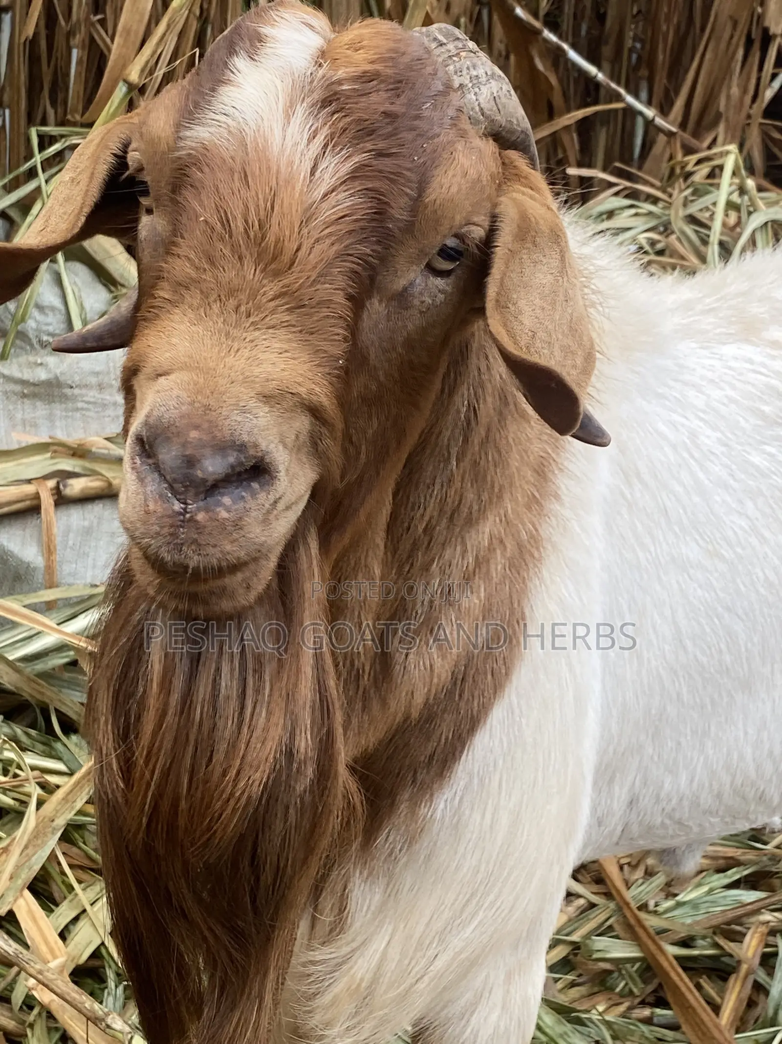 Goats Mbuzi Local Boer and Crosses