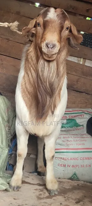 Mbuzi,goats,Boer Savanna Local,pregnant, 2kids,3kids,4 Kids