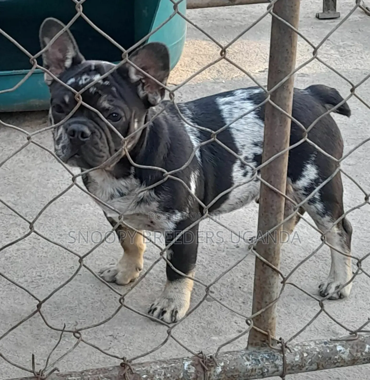 3-6 months Male Purebred Pug