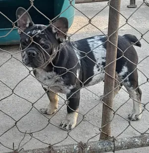 3-6 months Male Purebred Pug