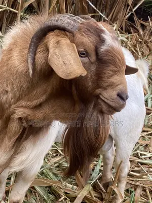 Goats Mbuzi Local Boer and Crosses