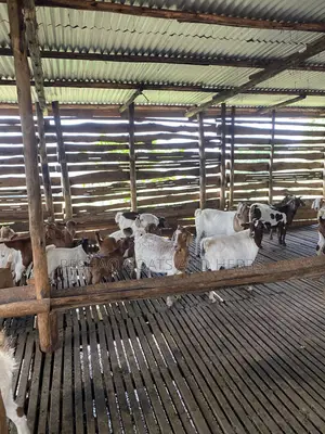 Goats Mbuzi Local Boer and Crosses