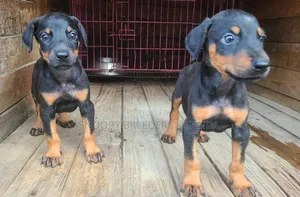 1-3 months Male Purebred Doberman Pinscher