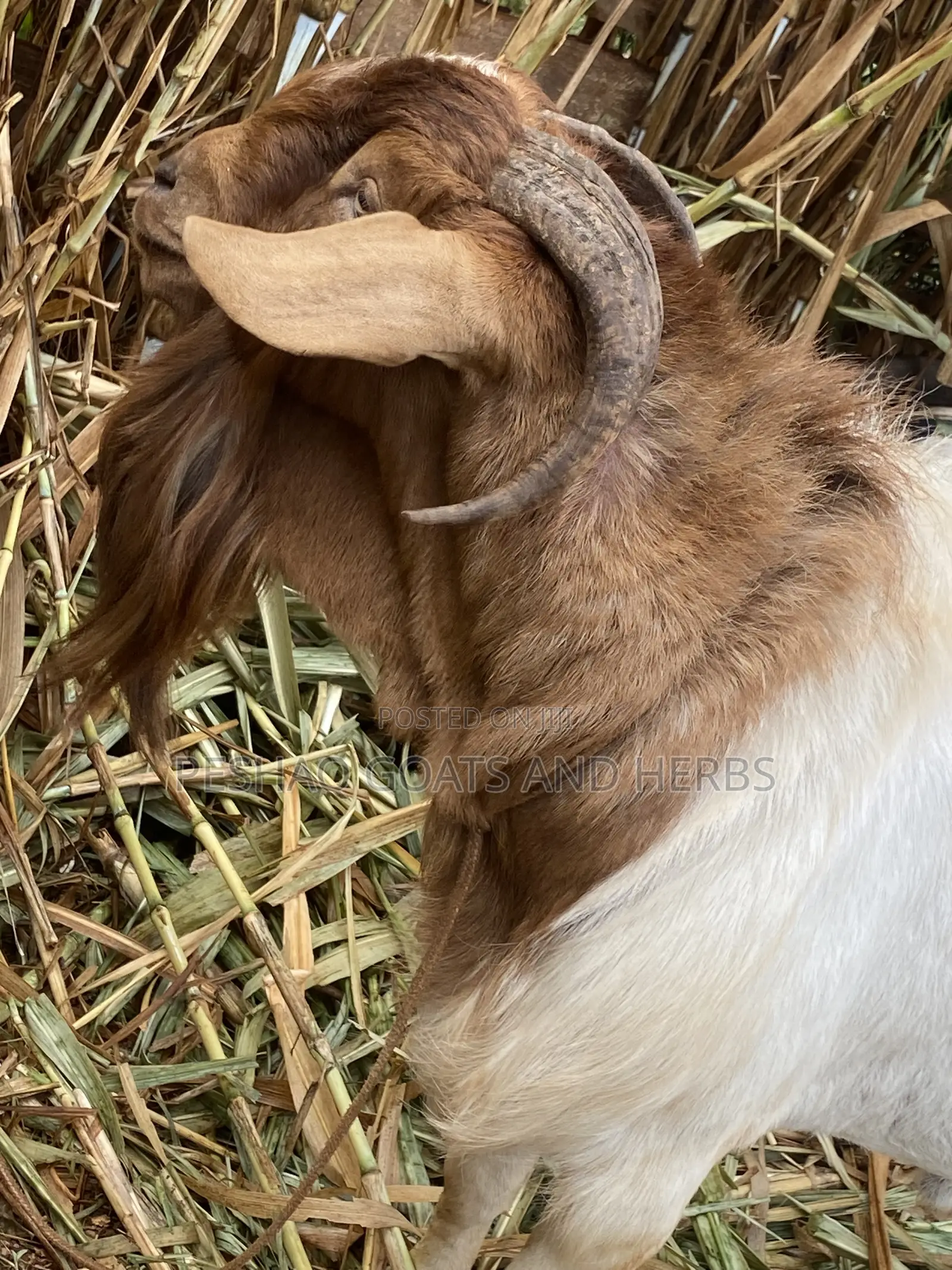 Goats Mbuzi Local Boer and Crosses