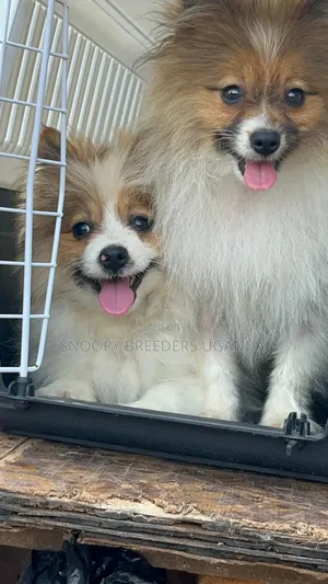 1-3 months Female Purebred Pomeranian