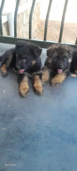 1-3 months Female Purebred German Shepherd