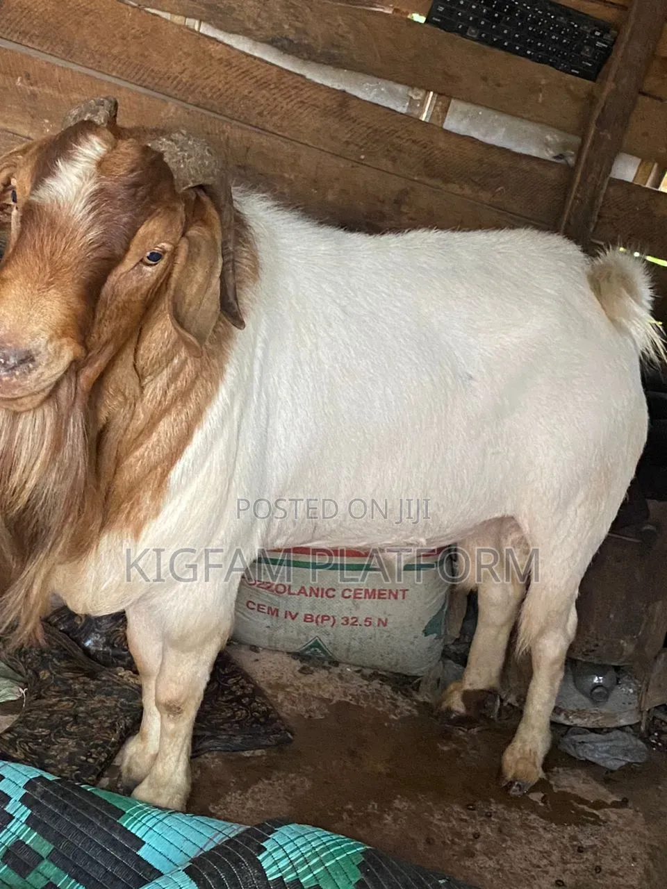 Embuzi Black,White,Bitanga Goats 4 Slaughter, Ceremonies and Farm