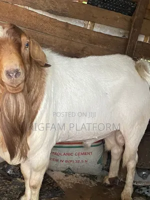 Embuzi Black,White,Bitanga Goats 4 Slaughter, Ceremonies and Farm