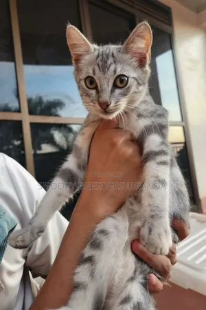 1-3 months Male Purebred Manx
