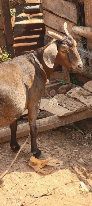 Embuzi Black,White,Bitanga Goats 4 Slaughter, Ceremonies and Farm