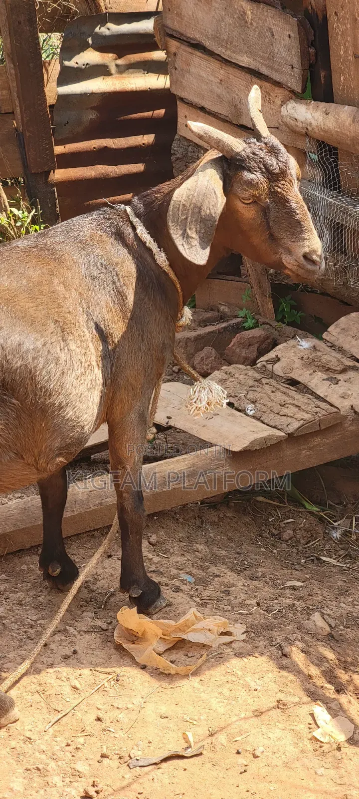 Embuzi Black,White,Bitanga Goats 4 Slaughter, Ceremonies and Farm