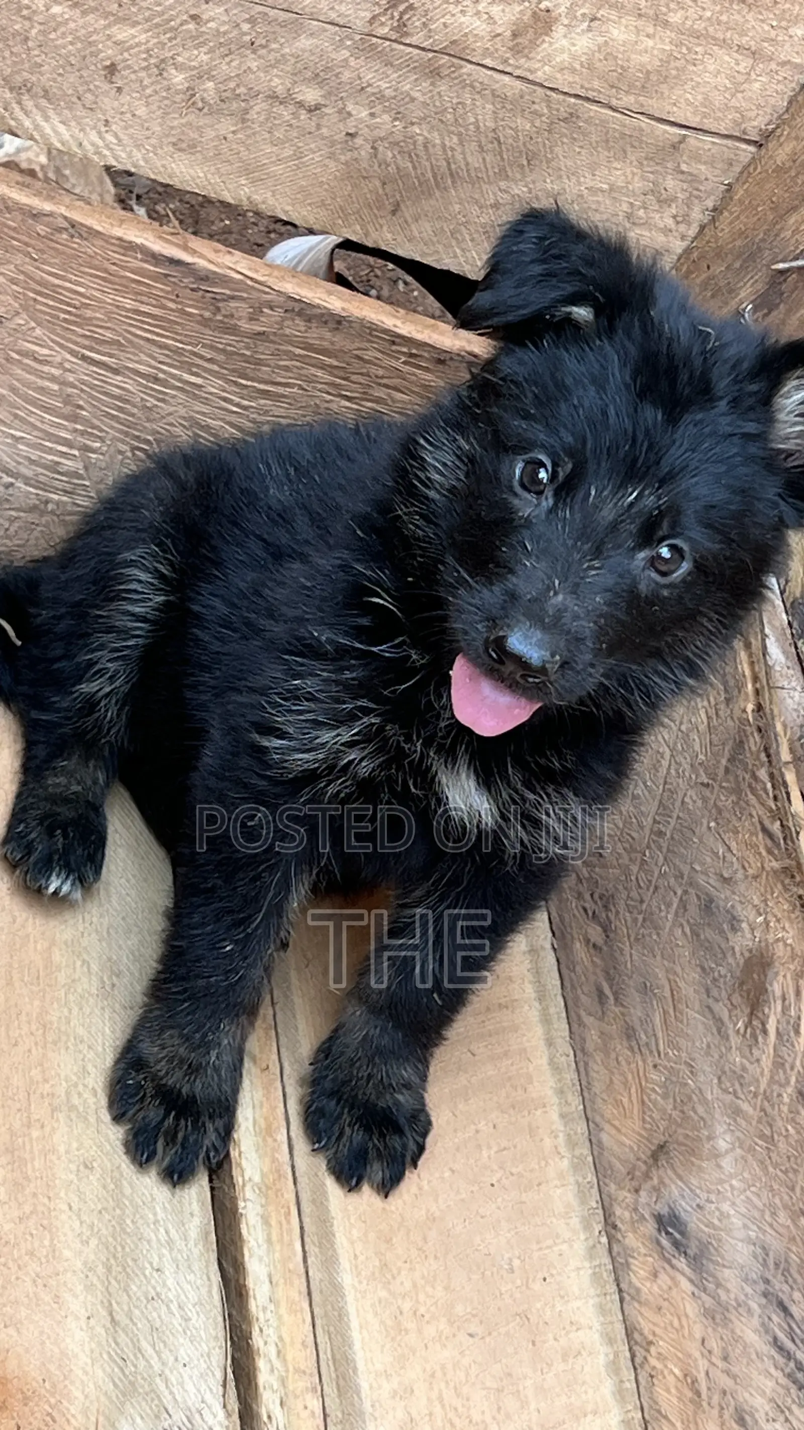 1-3 months Male Purebred German Shepherd