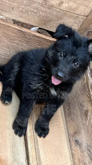 1-3 months Male Purebred German Shepherd