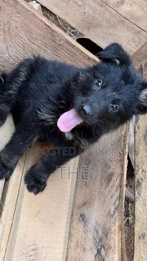 1-3 months Male Purebred German Shepherd