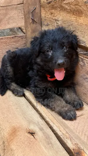 1-3 months Male Purebred German Shepherd