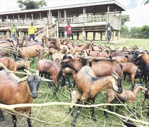 Goats for Sale in Kampala – Quality Live Goats Available
