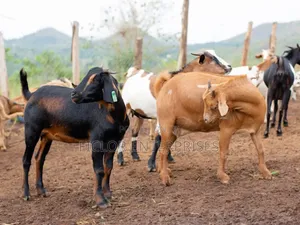 Live Goats for Sale – Uganda