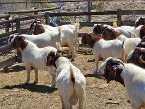 Goats for Meat / Slaughter – Available