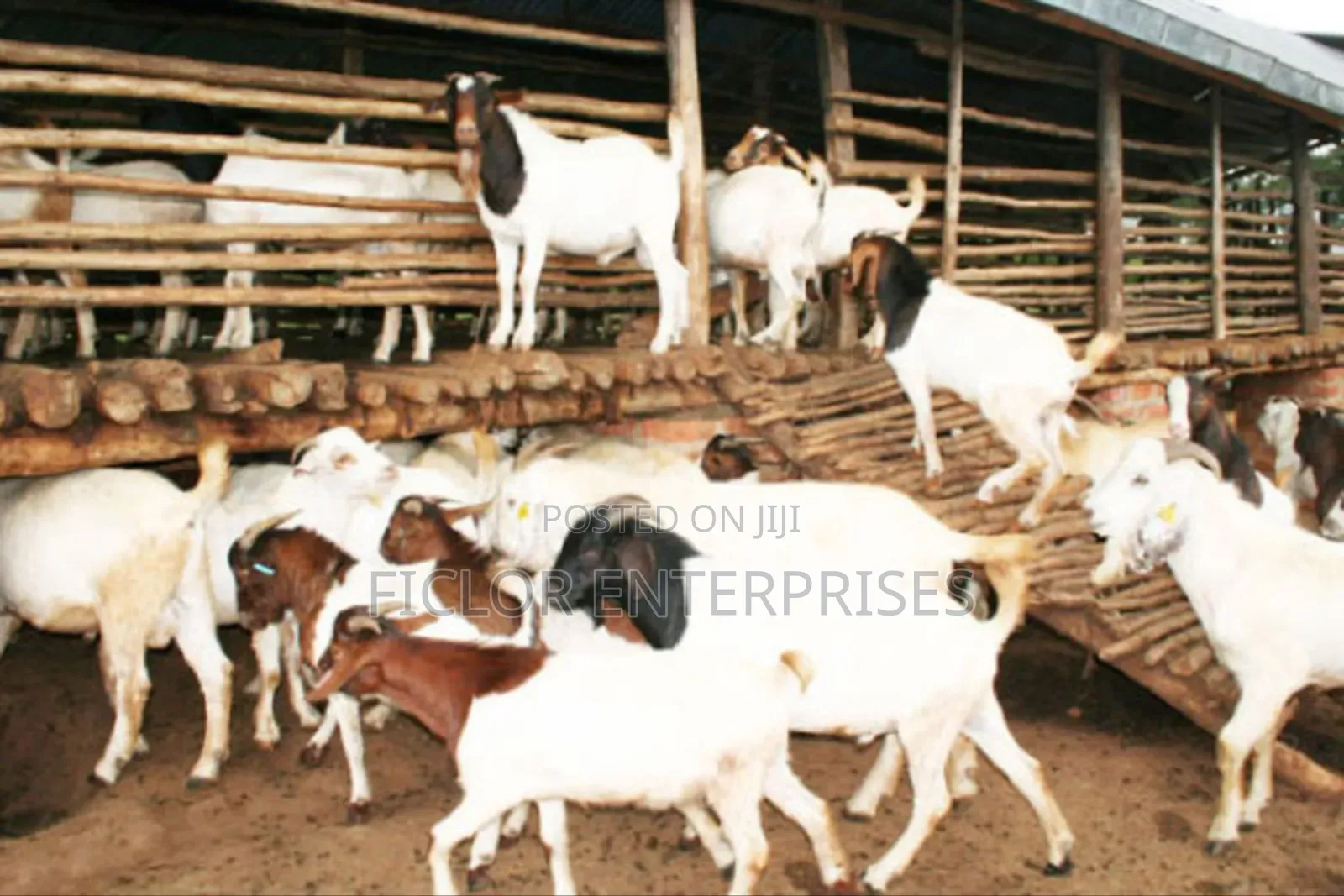 Boer Goats for Sale in Uganda