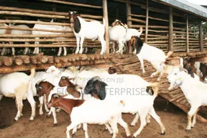 Boer Goats for Sale in Uganda