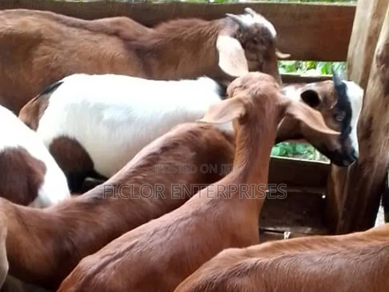 Goat Supplier for Butchers Restaurants – Kampala