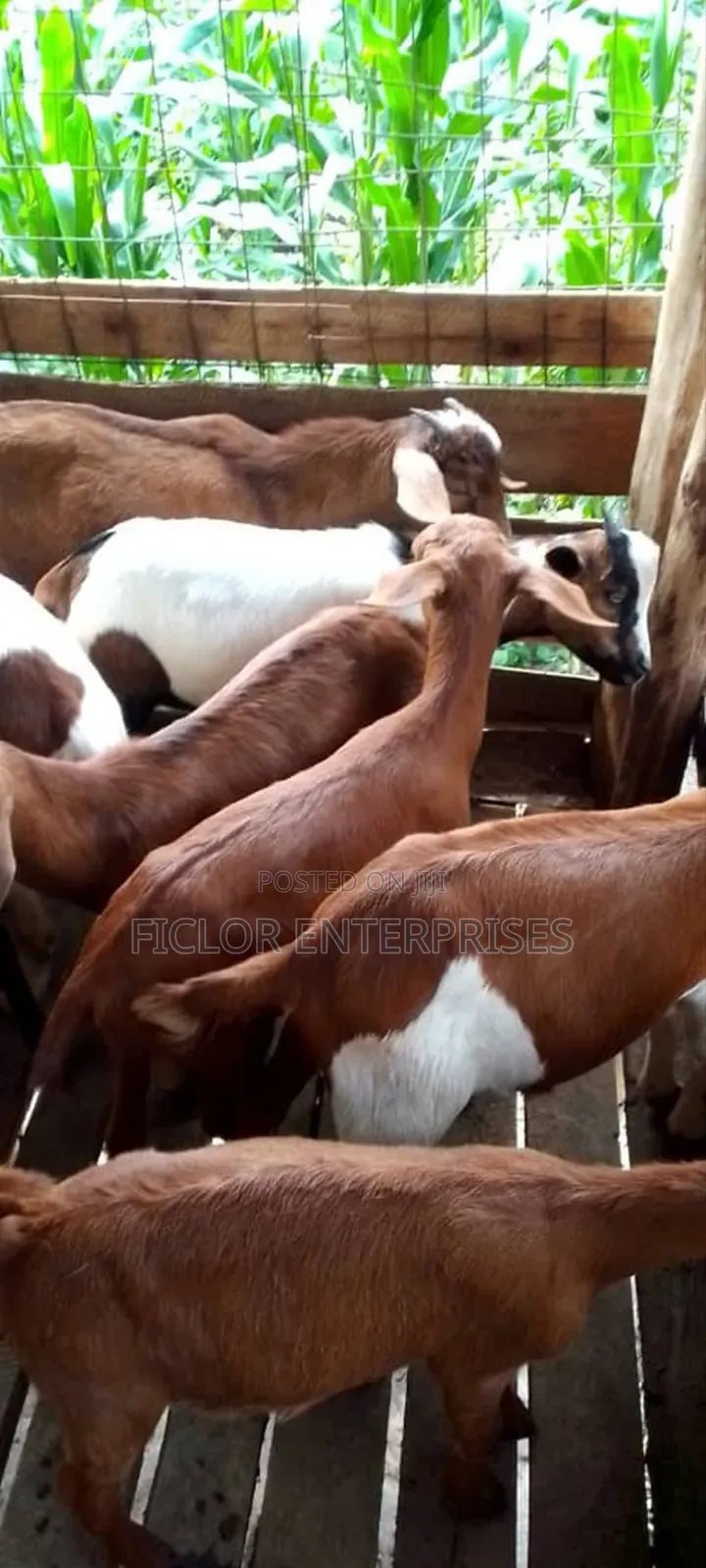 Bulk Goats for Sale – Kampala Uganda
