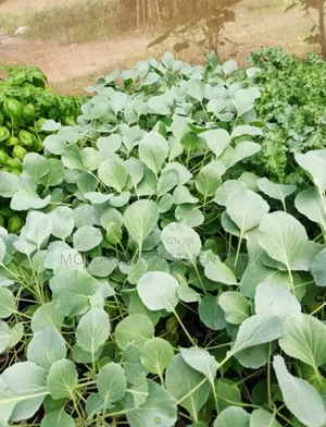 Green Paper Nursery Bed Ready for Transplanting