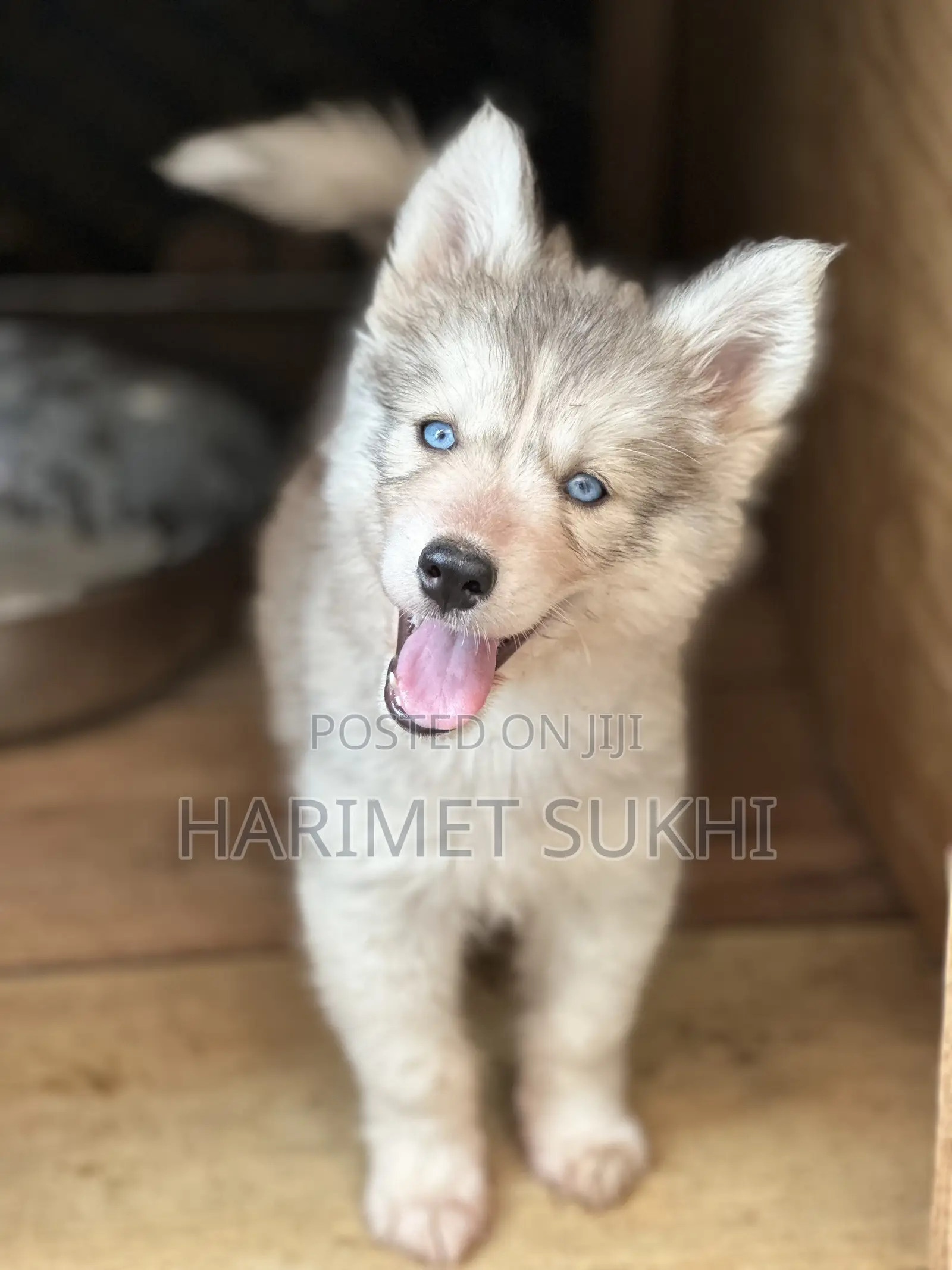 1-3 months Female Purebred Siberian Husky