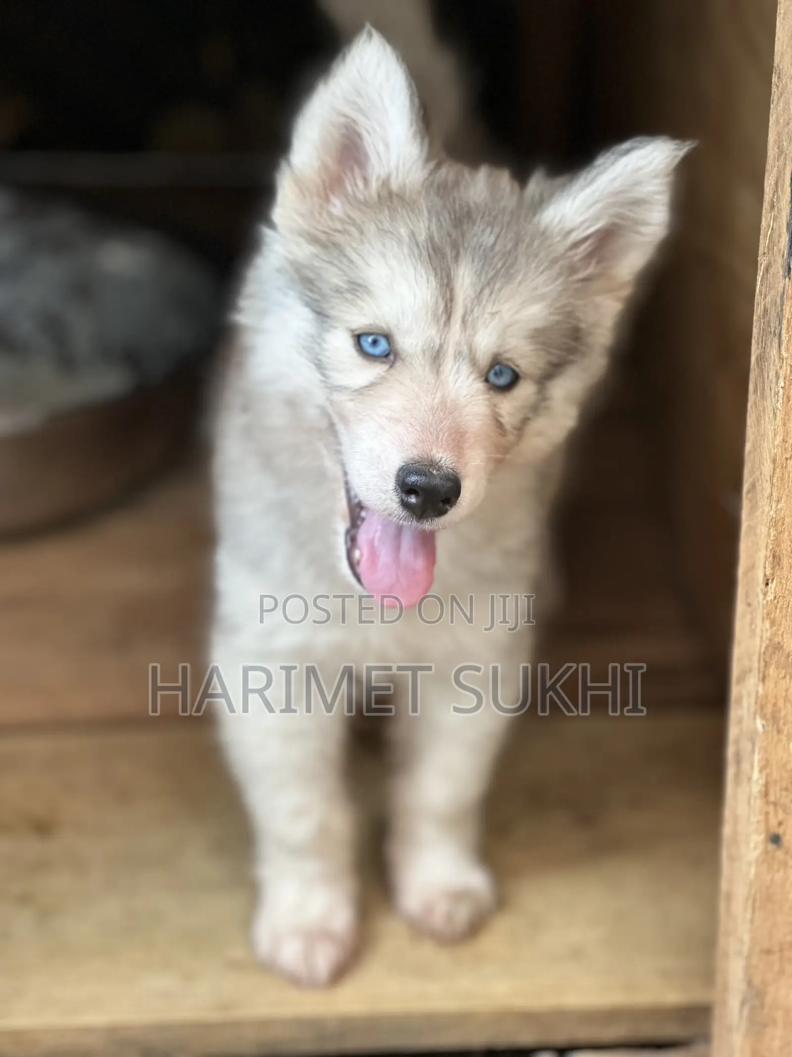 1-3 months Female Purebred Siberian Husky