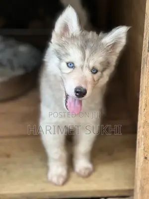 1-3 months Female Purebred Siberian Husky