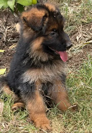 1-3 months Female Purebred German Shepherd
