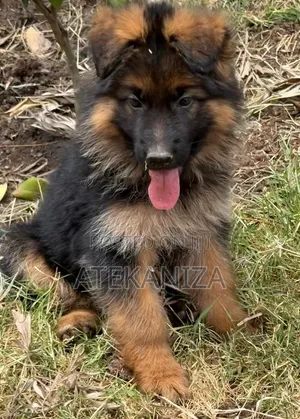 1-3 months Female Purebred German Shepherd